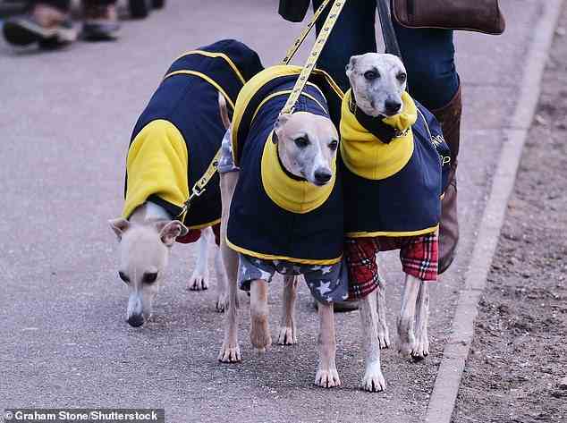 Drei gleiche!  Diese süß aussehenden Greyhounds kamen für einen Tag voller harter Konkurrenz, da sie passende gelbe und marineblaue Mäntel trugen
