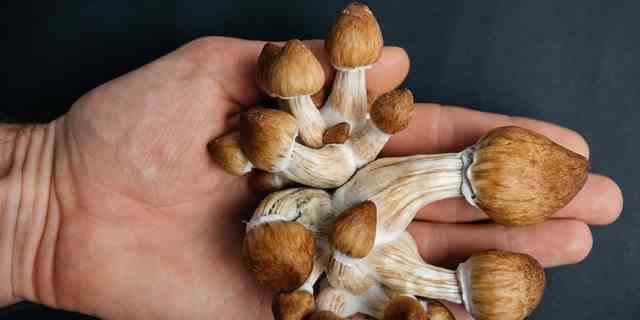 In the state of Oregon, it is now legal for adults to take psilocybin (magic mushrooms) for mental health treatments.
