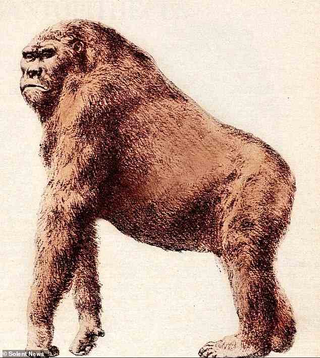 Claim: Some Bigfoot hunters say the extinct beast Gigantopithecus blacki is alive and hiding in the forests of the Pacific Northwest, suggesting that the creature is the famous sasquatch