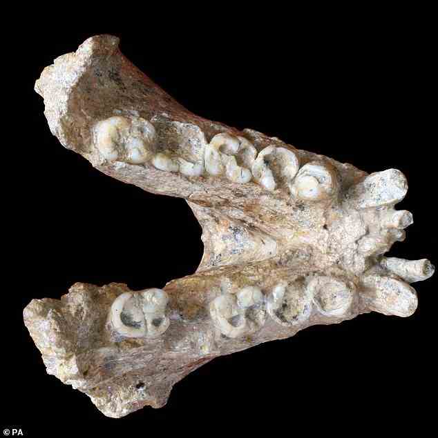 Its enormous teeth, once sold as 'dragons' teeth' in Chinese drugstores, led some experts to believe it was part of the human family tree, as ancient humans we may have been related to had large molars
