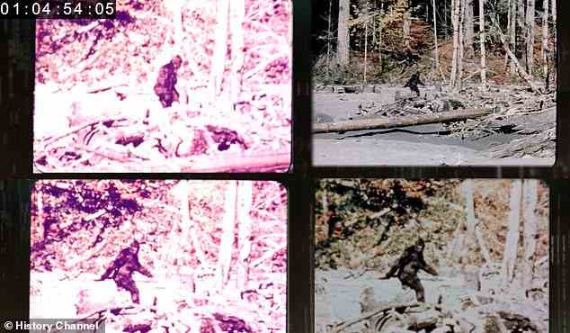 The most likely theory ¿ albeit a boring one ¿ is that there is no such thing as Bigfoot. Those who disagree point to footage obtained in 1967 (pictured), which appears to show a hairy creature walking on two legs in Bluff Creek, northern California. However, in the decades since the scientific community has largely dismissed it as showing a person wearing a costume