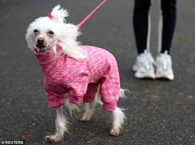 Am letzten Tag der diesjährigen Crufts kommt ein Hund in einem rosa Pullover und Haarbommel