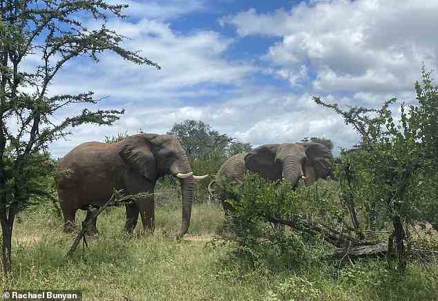 Elephants in the Kapama Private Game Reserve in northern South Africa walk towards a watering hole