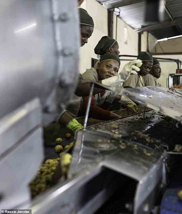 A group of workers sort through the marula fruit ready to be distilled