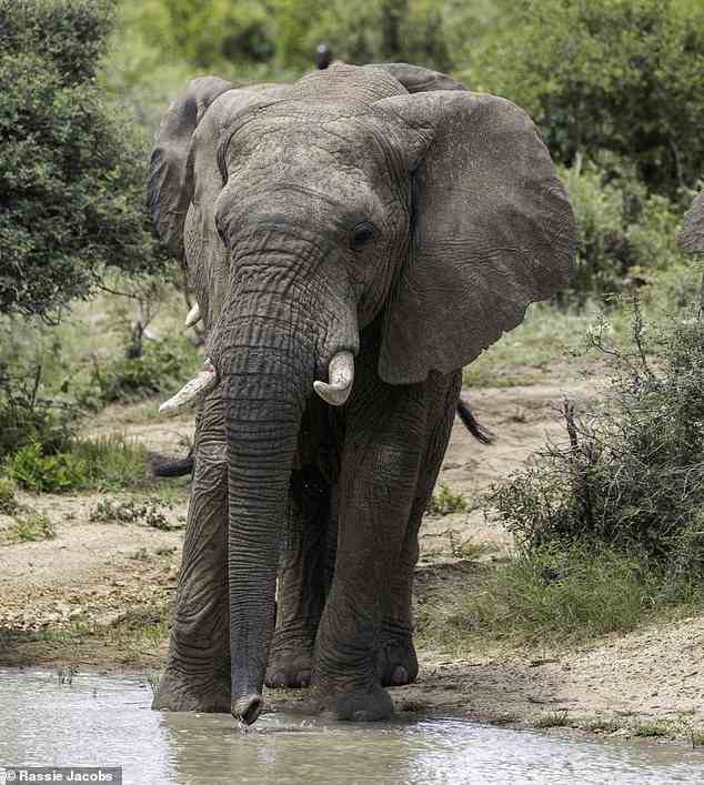 An elephant drinks water at a watering hole in the Kapama Private Game Reserve