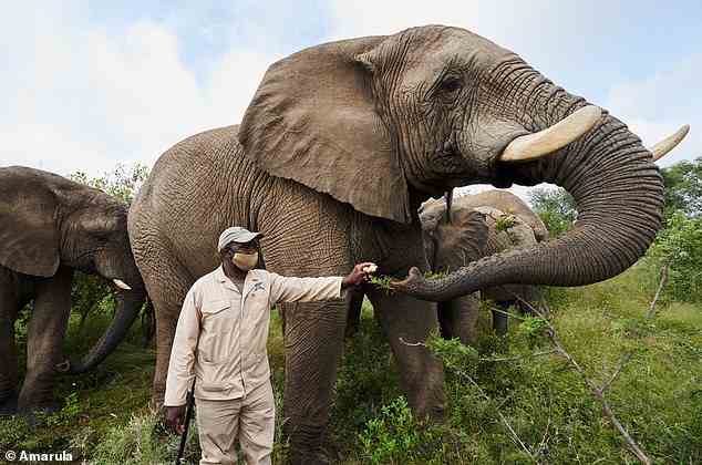 They spend their days roaming and foraging in the wilderness alongside their loyal carers, many of whom are locals, who protect the elephants from predators and poachers