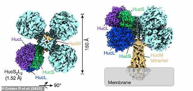 Die Forscher verwendeten eine neue Technik namens kryogene Elektronenmikroskopie – die ihren Entwicklern 2017 einen Nobelpreis einbrachte – um die atomare Struktur von Huc zu bestimmen (im Bild).