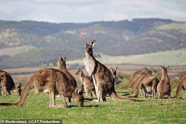 Es gibt auch nur sieben von 60 Känguru- und Wallaby-Arten, die für die Ernte zugelassen sind.  Diese Arten stehen nicht auf der Liste der bedrohten oder seltenen Arten (Archivbild)