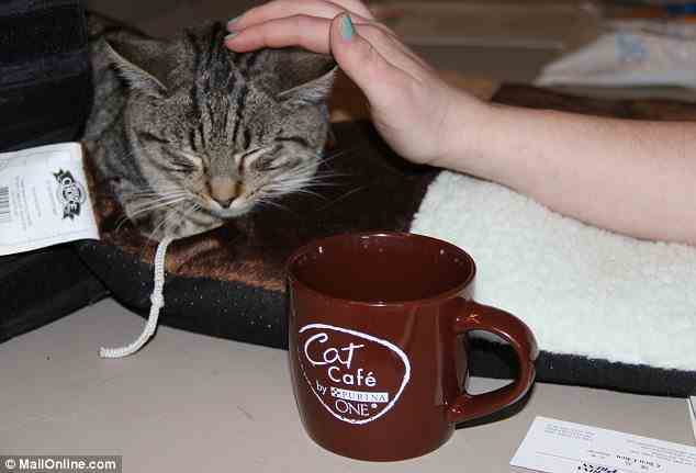 Besorgnis: Forscher haben jedoch herausgefunden, dass Kätzchen in trendigen Katzencafés höhere Krankheitsraten haben als solche in Pflegefamilien (Archivbild)