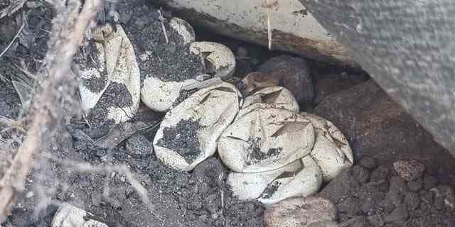 Beamte von Wild Conservation reagierten und begannen, im Hof ​​des Bewohners zu graben, wo sie mehr als 100 geschlüpfte Eier der Östlichen Braunen Schlange fanden. 