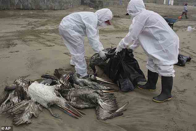 Zehntausende Vögel sterben plötzlich an der Küste Perus und in ganz Amerika.  Kommunalarbeiter sammeln tote Pelikane am Strand von Santa Maria in Lima, Peru, (Bild vom 30. November 2022)