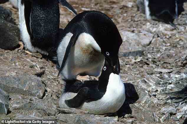 Es wurde auch beobachtet, dass Pinguine sich gegenseitig vergewaltigen und Sex mit den toten Körpern ihrer Artgenossen haben