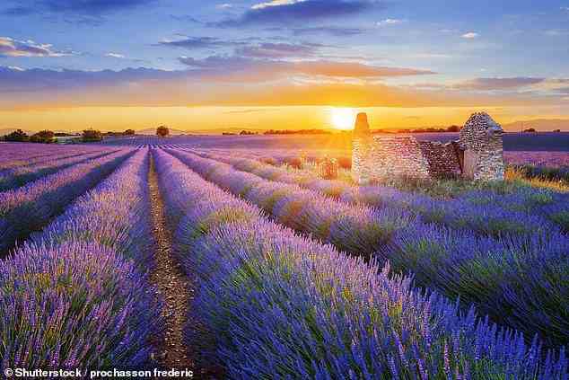Die Provence ist bekannt für ihre malerischen Landschaften und weitläufigen Lavendelfelder, perfekt für Waagen, die ruhige Tage mit langsamen Aktivitäten genießen