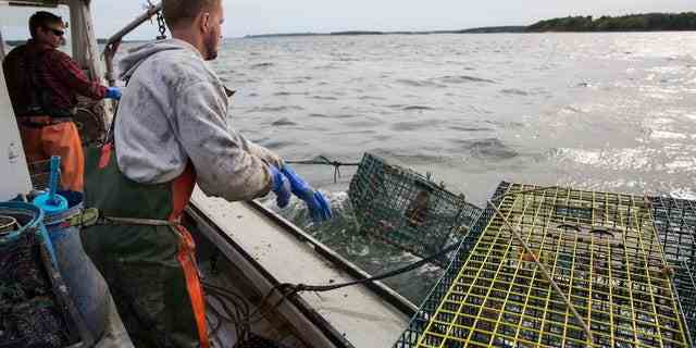 Hummerfischer aus Maine holen ihren letzten Fang vor der Küste des Bundesstaates ein.