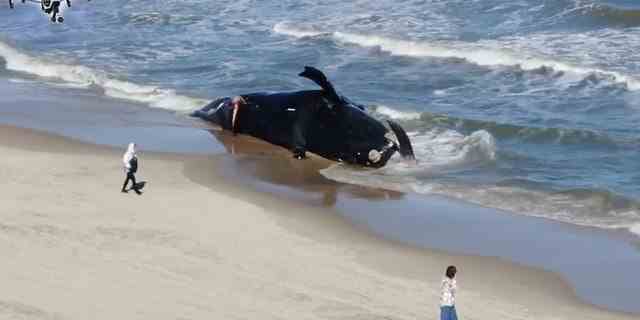 Ein toter, vom Aussterben bedrohter Nordatlantik-Glattwal wird letzten Monat in Virginia Beach, Virginia, gestrandet.  Es war der dritte tote Wal, der in weniger als einer Woche kilometerweit von einem in Betrieb befindlichen Offshore-Windpark gefunden wurde