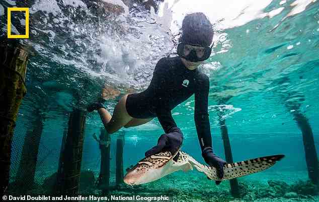 Organisationen aus 15 Ländern arbeiten daran, 500 Zebrahaie zurück in ihre Heimatgewässer in Indonesien zu entlassen, wo sie ausgestorben waren