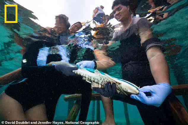 Wie Kathlyn und Charlie (der Hai) werden zukünftige Zebrahai-Welpen in Meeresschutzgebieten freigelassen, die von Naturschutz-Rangern patrouilliert und von Wissenschaftlern überwacht werden