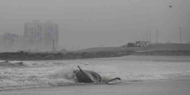 Ein toter Wal wird am 17. Februar 2023 an einem New Yorker Strand in New York, USA, gefunden. 