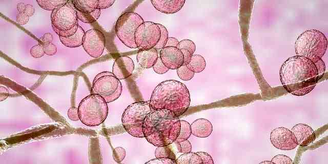 Candida auris ist ein schwer zu behandelnder Pilz;  es wird bereits gegen viele Medikamente resistent.
