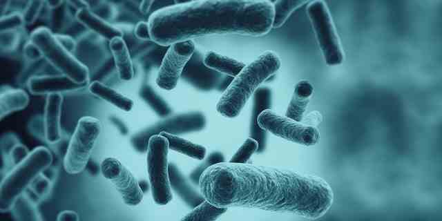 E. coli ist ein Bakterium, das häufig im Darm von Tieren und Menschen vorkommt.  Einige Arten können dies jedoch "schwere menschliche Krankheiten verursachen," sagte ein Experte für Lebensmittelsicherheit.