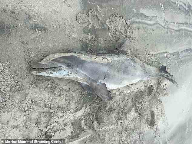 Das Marine Mammal Stranding Center hat allein in diesem Jahr 22 Todesfälle bei Delfinen gemeldet.  Die Organisation hat Anfang dieses Monats einen e-Fuß langen Großen Tümmler in Avalon gefunden