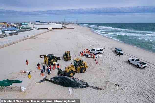 In New Jersey werden auch Buckelwale tot aufgefunden, von denen einer am 3. März im Sand des Seaside Park lag
