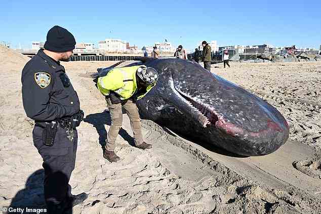 Beamte testen die an der nördlichen Ostküste gefundenen Wale zusammen mit mehreren an der Westküste auf Vogelgrippe.  Dieser tote Wal wurde am 13. Dezember 2022 am Strand von Rockaway entdeckt