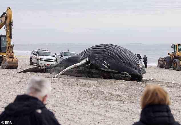 New York ist Zeuge des mysteriösen Todes von Walen.  Ein riesiger 35 Fuß langer Buckelwal wurde am 30. Januar in Lido Beach an Land gespült