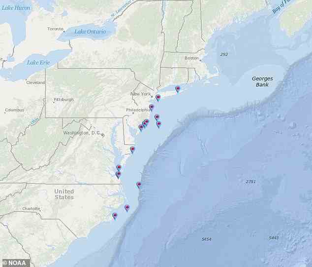 Während das Marine Mammal Stranding Center fünf Todesfälle von Buckelwalen meldete, starben vom 1. Dezember 2022 bis zum 1. März 2023 insgesamt 16 von North Carolina bis New York