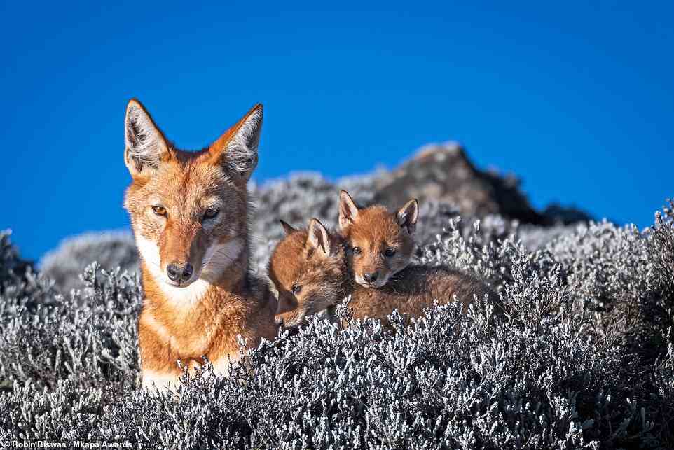 This beautiful shot shows a family of Ethiopian wolves - an endangered species - in the Bale Mountains National Park in Ethiopia. It was captured by Robin Biswas, who says that he was 'lucky' to capture the tender interaction between the mother wolf and her pups. The picture is highly honoured in the 'African Wildlife At Risk' category
