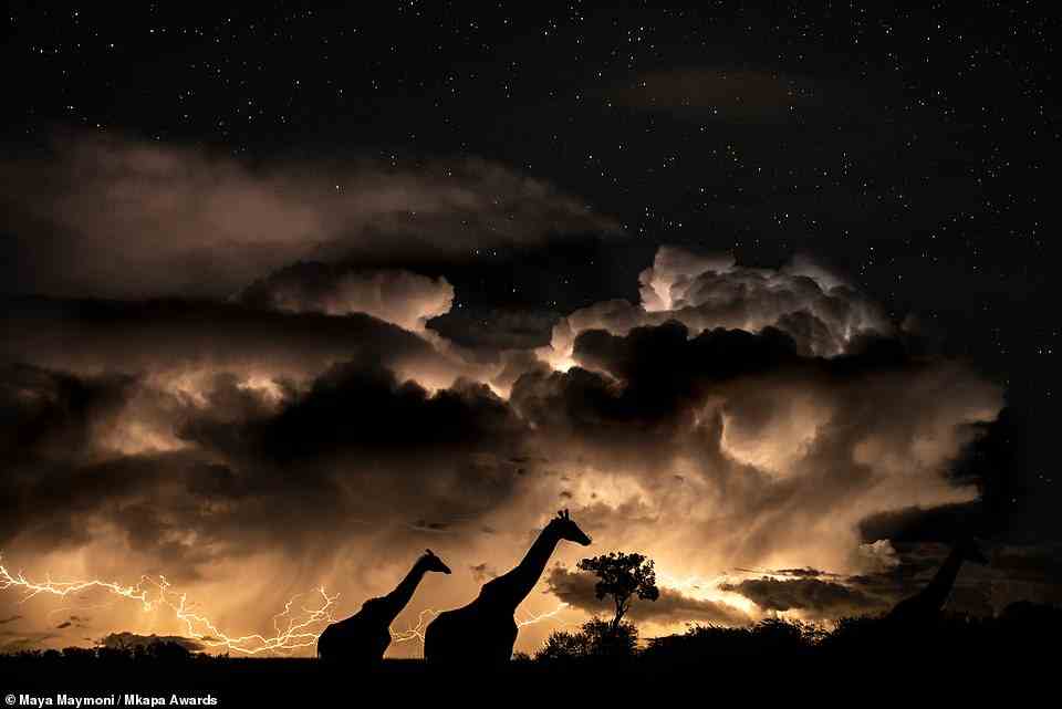This picture of a pair of giraffes, captured during a storm in Kenya's Masai Mara National Reserve, is a marvel. Photographer Maya Maymoni says: 'Capturing a lightning storm in the open savanna is completely unique... there were dramatic clouds, twinkling stars and incredible lightning strikes as this pair of giraffes steadily moved along.' Maymoni adds that the scene reminds her of Noak's Ark 'with the giraffe pair calmly looking towards the future'. Impressing the judges, the shot is highly honoured in the 'Art in Nature' category