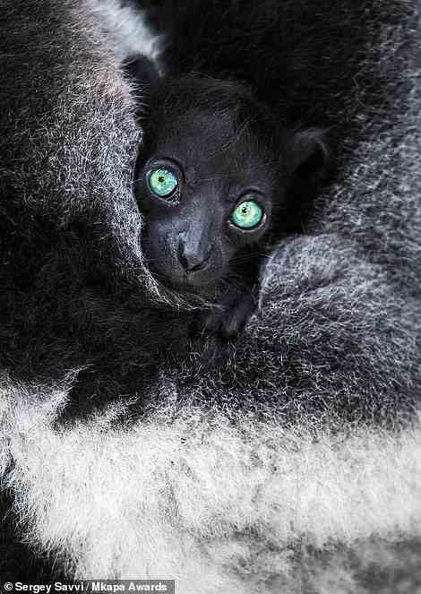 An indri, the largest of the lemur family, gazes directly at the camera in this mesmerising shot by photographer Sergey Savvi. It was taken in a nature reserve in eastern Madagascar and is highly honoured in the 'Wildlife Portraits' category