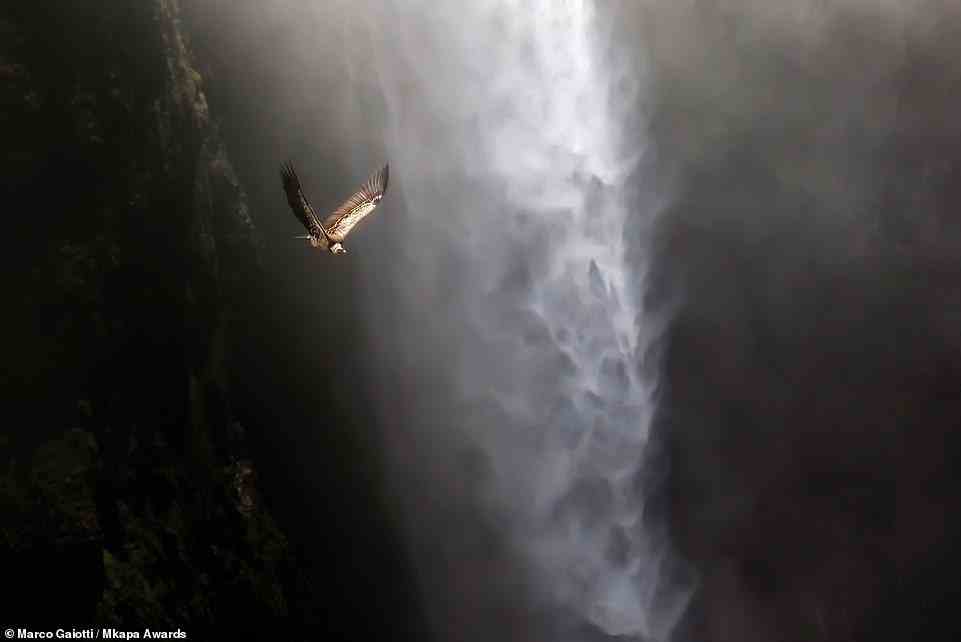This jaw-dropping picture, highly honoured in the 'Fragile Wilderness' category, shows a Ruppell's vulture gliding past Jinbar Waterfall in Ethiopia. Photographer Marco Gaiotti notes that the bird was likely hunting for carcasses as it flew
