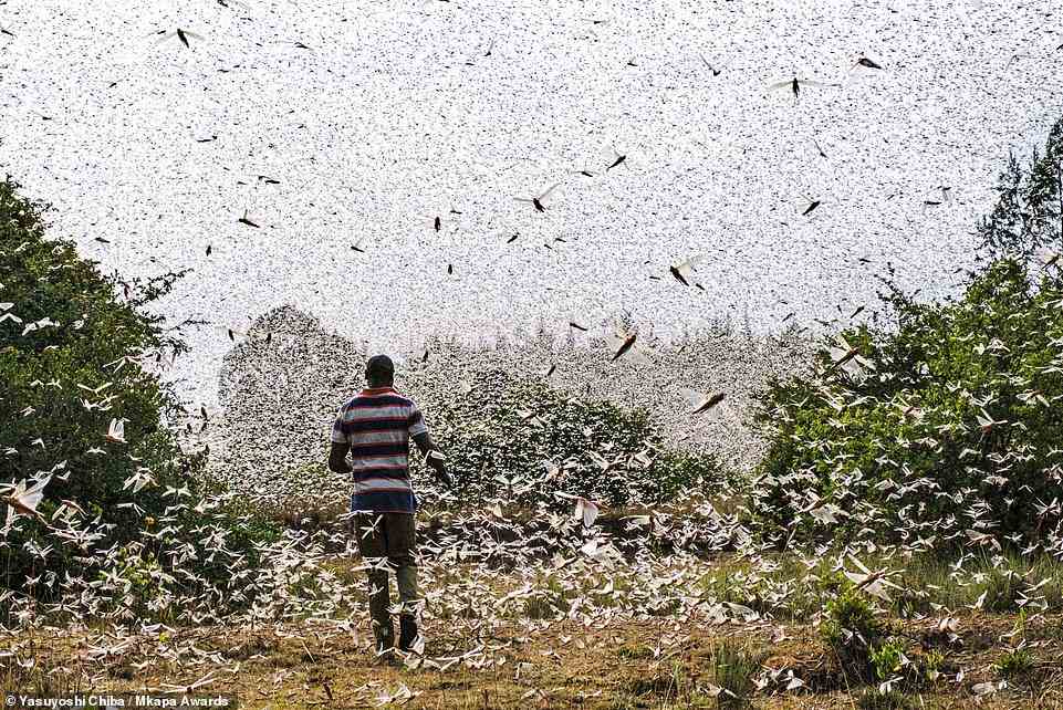 Kenyan photographer Yasuyoshi Chiba captured this striking picture of a local farmer walking through a swarm of desert locusts in Meru County, Kenya. Chiba notes that the insects were swarming because pesticides had been sprayed in the area. The picture is highly honoured in the 'Coexistence and Conflict' category
