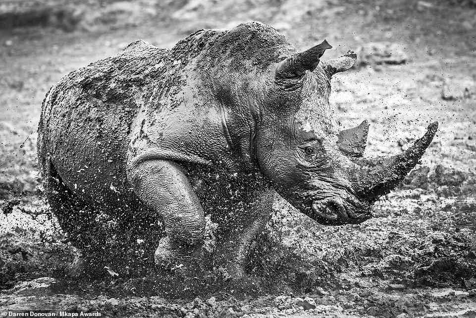 A large white rhinoceros is seen cooling off in a mudbath in South Africa's Madikwe Game Reserve in this striking picture by photographer Darren Donovan, which is highly honoured in the 'African Wildlife Behaviour' category