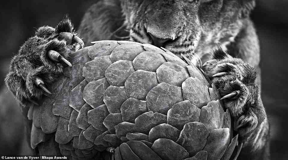 This incredible picture shows 'a pangolin - a species on the edge of extinction - curled up to protect itself from the claws of a lion'. It was captured by photographer Lance van de Vyver in South Africa's Tswalu Kalahari game reserve and is highly honoured in the 'African Wildlife Behaviour' category