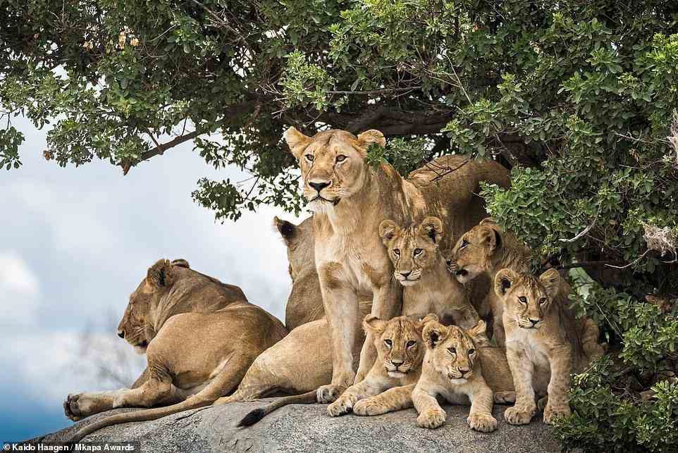This brilliant picture - highly honoured in the 'Wildlife Portraits' category - shows African lions perched on a rock in Tanzania's Serengeti National Park. Photographer Kaido Haagen explains: 'This portrait shows a typical pride with females caring for the young, while somewhere off in the distance, the males are sleeping'