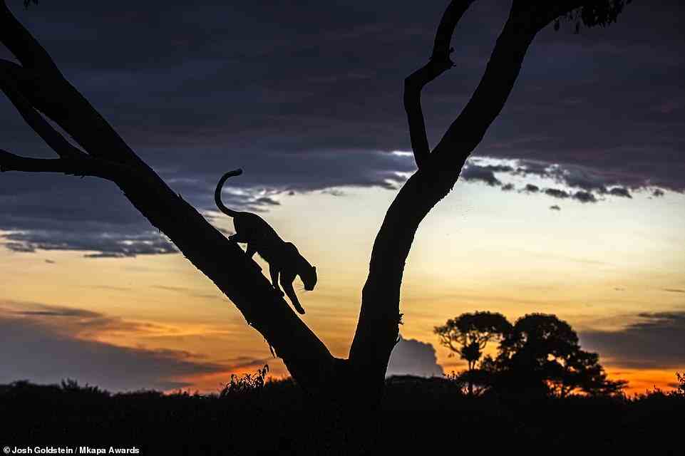 Young British photographer Joshua Goldstein, who is just 14 years of age, captured this striking shot of an African leopard climbing down an albizia tree at sunset in Kenya's Olare Motorogi Conservancy. It's highly honoured in the Youth International category