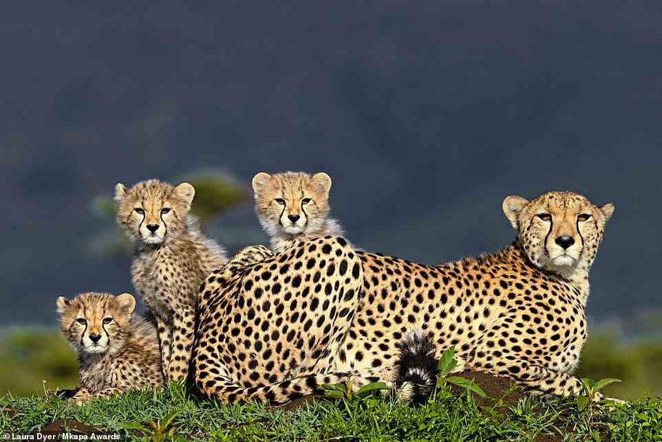 A family of cheetahs is beautifully captured in this picture by photographer Laura Dyer, which was taken in Kenya's Maasai Mara Nature Reserve. The cheetahs are perched on a massive termite mound so they have a good vantage point over the area, the photographer reveals. The image is highly honoured in the 'Wildlife Portraits' category