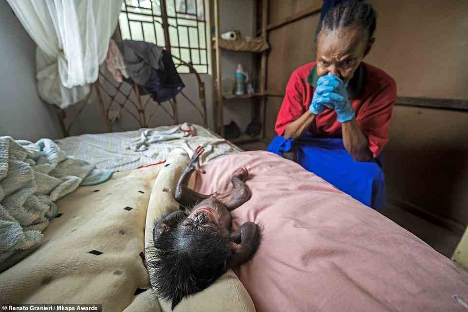 This poignant picture shows a 'tireless' staff member at Sierra Leone's Tacugama Chimpanzee Sanctuary delivering a meal to a tiny female chimpanzee. Photographer Renato Granieri explains: 'The infant was three days old when her mother passed away from natural causes. Immediately, the little one needed 24-hour care.' The shot is highly honoured in the 'Conservation Heroes' category