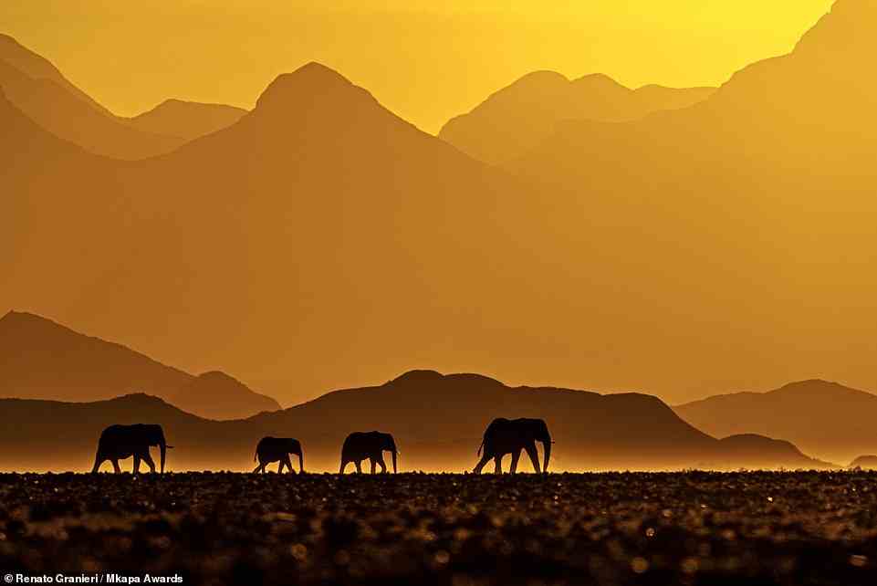 This vibrant picture, captured by Renato Granieri, shows four African savanna elephants walking in the late afternoon in Namibia's Damaraland region. It's highly honoured in the contest's 'Fragile Wilderness' category