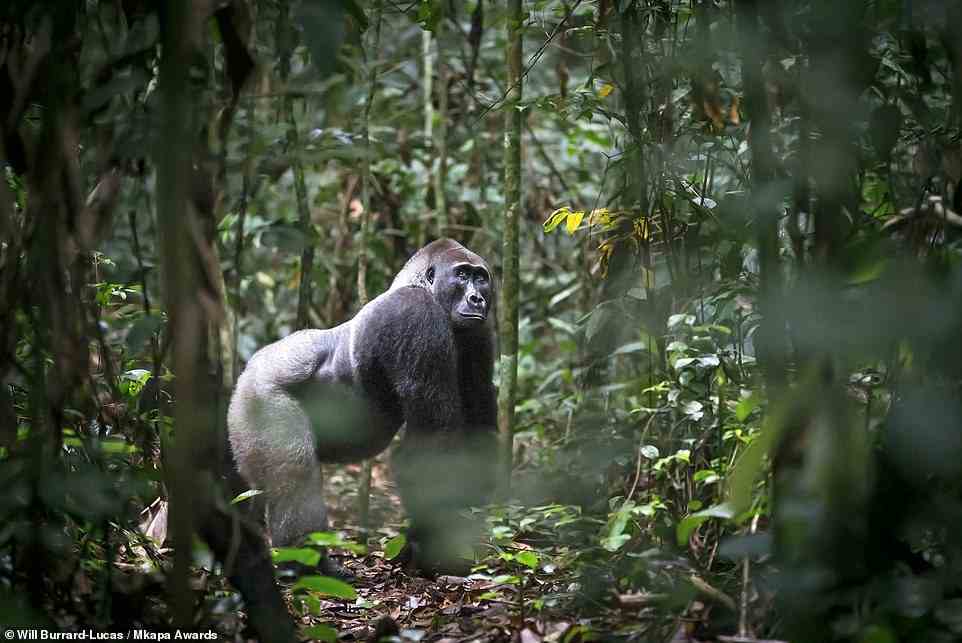 British photographer Will Burrard-Lucas took this captivating picture of a western lowland gorilla, a critically endangered species, in its 'natural forest habitat' in the Odzala-Kokoua National Park in the Democratic Republic of the Congo. The image is highly honoured in the 'African Wildlife At Risk' category
