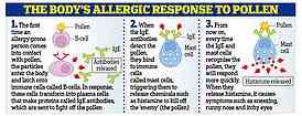 Die Grafik erklärt, wie Sie durch Pollen eine allergische Reaktion wie Niesen und Husten bekommen
