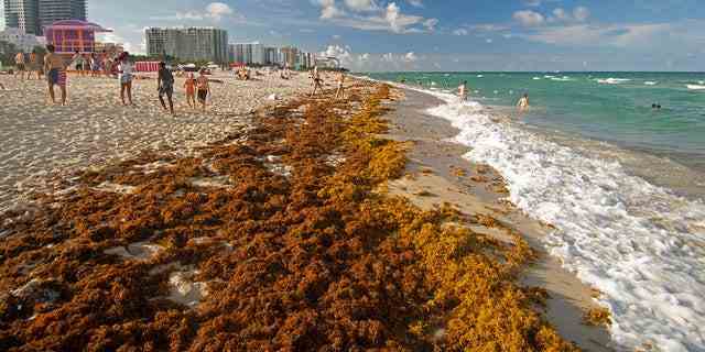Flöße aus Braunalgen, Sargassum SP., stapeln sich an der Küste von Miami Beach, Florida, USA. 
