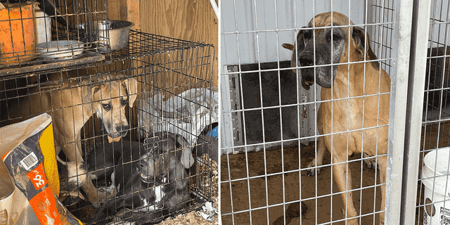 Animal Rescue Corps sagte, es habe die Strafverfolgungsbehörden bei der Rettung von etwa 25 Hunden, sieben Katzen und zwei Chinchillas aus der Hinterhofzucht unterstützt.