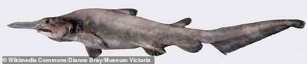 Koboldhaie (im Bild) werden normalerweise zwischen 3 und 4 m lang, obwohl Exemplare gemeldet wurden, die fast doppelt so lang sind