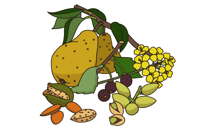 illustration of fruits, flowers and nuts