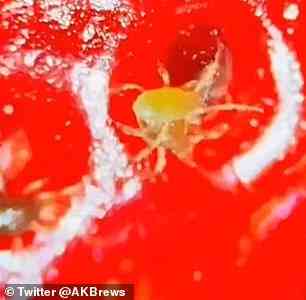 Erdbeermilben und Spinnmilben leben häufig auf der Oberfläche der Frucht