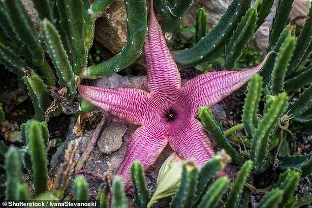 This plant may have been inspired by real life plants that are known to exude an unpleasant odour, like the 'Corpse Flower' or Stapelia grandiflora (pictured)