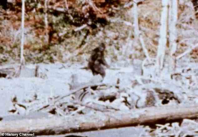 Myth or reality: Bigfoot has long been considered a combination of folklore, misidentification, and hoax. The most compelling evidence of its existence came in 1967, when Bob Gimlin and Roger Patterson shot footage of a furry figure walking through Bluff Creek, northern California
